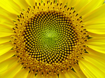 _images/sunflower.jpg