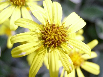 figure flower.jpg