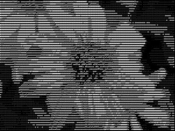 figure flower_ascii.jpg